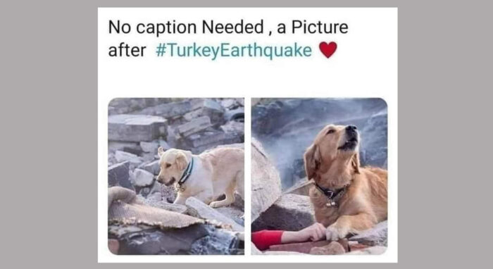 Human and Dog Friendship