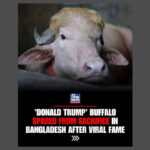 The Albino Buffalo Named ‘Donald Trump’ and the Global Media Frenzy
