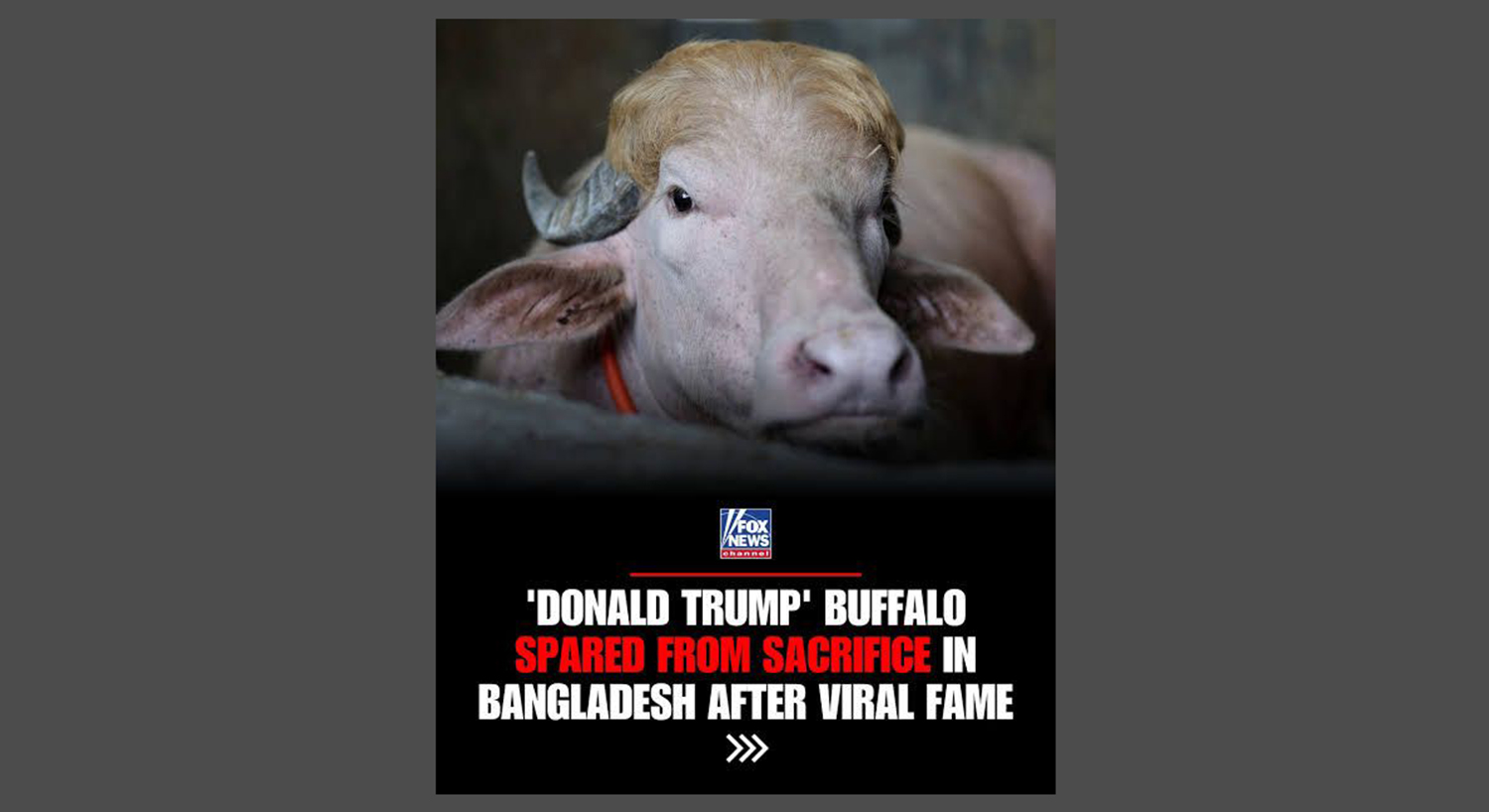 Donald Trump Buffalo